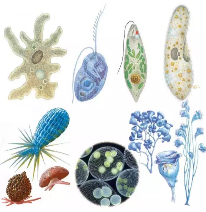 Los parásitos pertenecen al reino de los protozoos, en el que existen más de quince mil especies. 